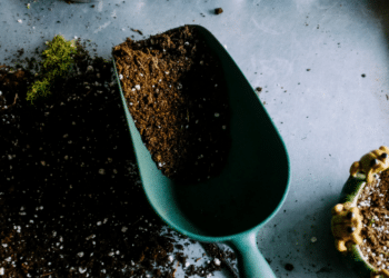 Robin Svec Highlights The Psychological Benefits of Gardening with Native Plants