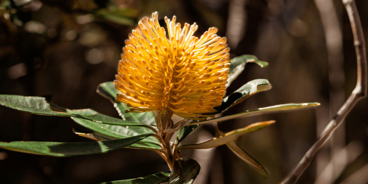 Secrets Of Australian Native Plant Maintenance