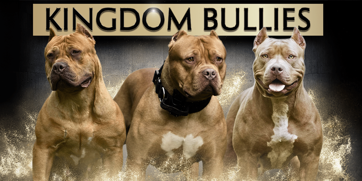 Inside Kingdom Bully Kennels: XL American Bully Breeder