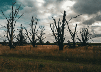 How Climate Change is Fueling Heatwaves and Forest Fires