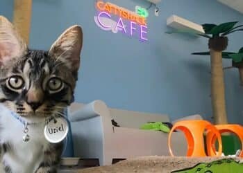 2025 Purrfect Heroes Calendar: A Heartfelt Tribute to Cats and Heroes