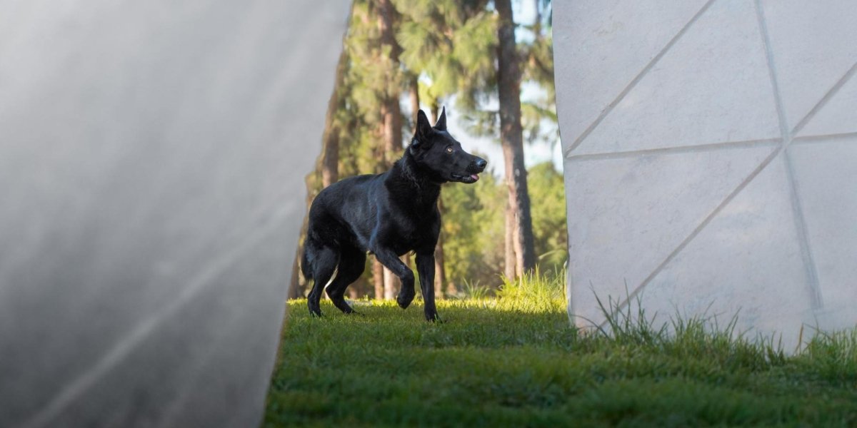 Why Executive Protection Dogs Are Becoming the New Status Symbol for High Net Worth Individuals