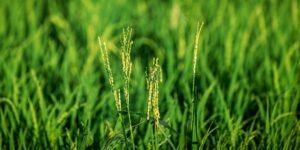 ORIGIN Mobilizes 2,200 Community Groups Without Paid Creator Deals
